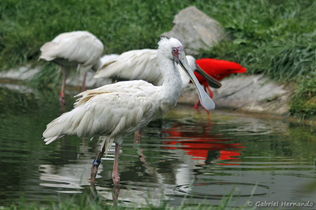 Spatule d'Afrique - Platalea alba (CERZA, Hermival les Vaux, mai 2019)