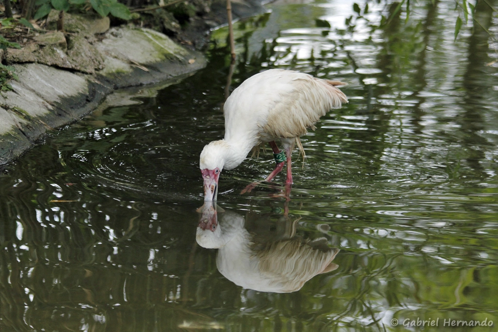 Spatule d'Afrique - Platalea alba (CERZA, Hermival les Vaux, mai 2019)