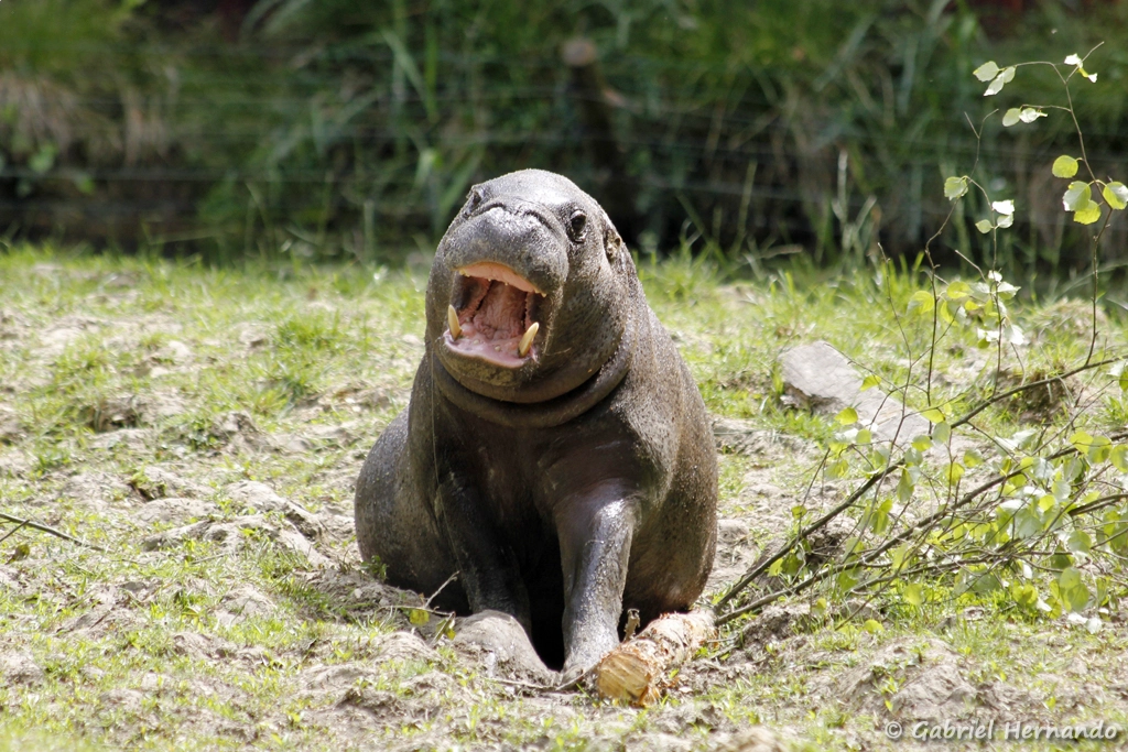 Hippopotame nain ou hippopotame pygmée - Hexaprotodon liberiensis (CERZA, Hermival les Vaux, mai 2019)