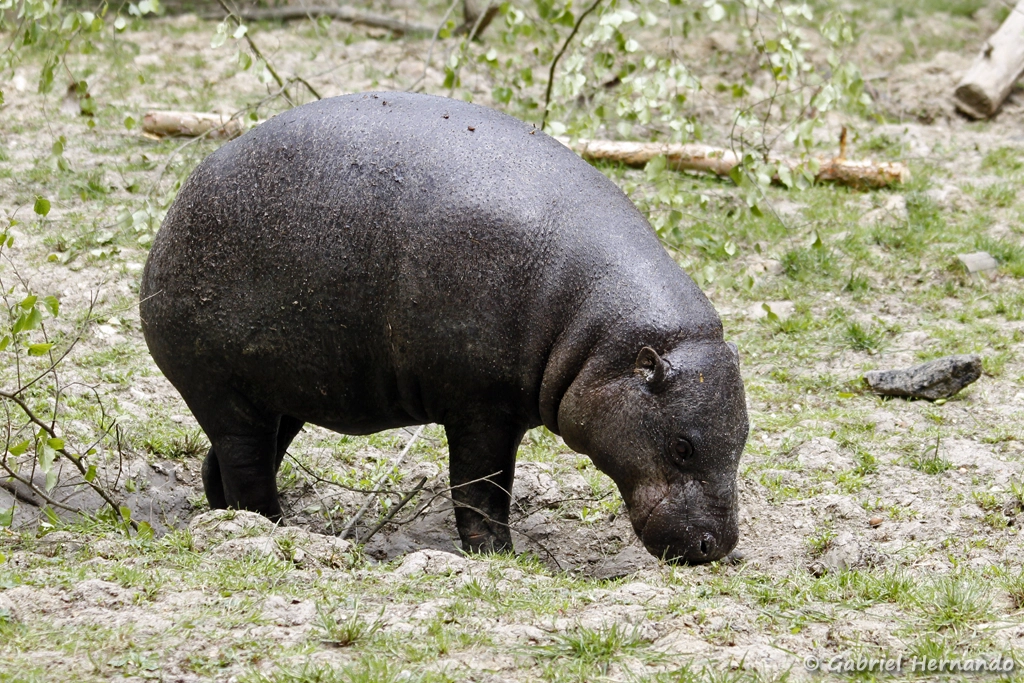Hippopotame nain ou hippopotame pygmée - Hexaprotodon liberiensis (CERZA, Hermival les Vaux, mai 2019)