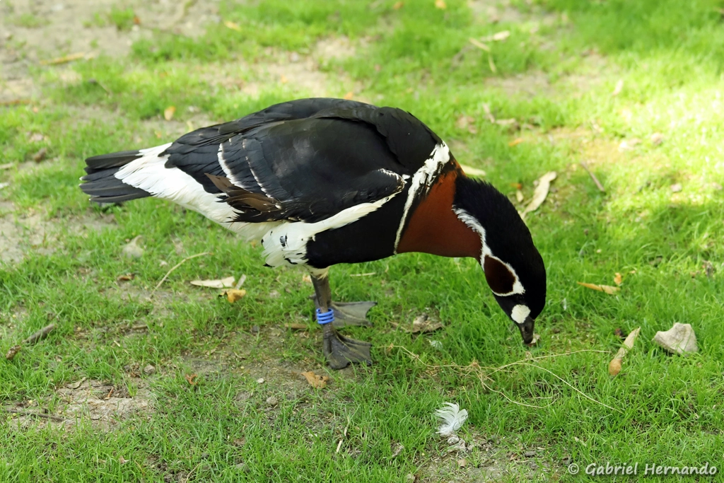 Bernache à cou roux - Branta ruficollis (ZooParc de Beauval, mai 2025)