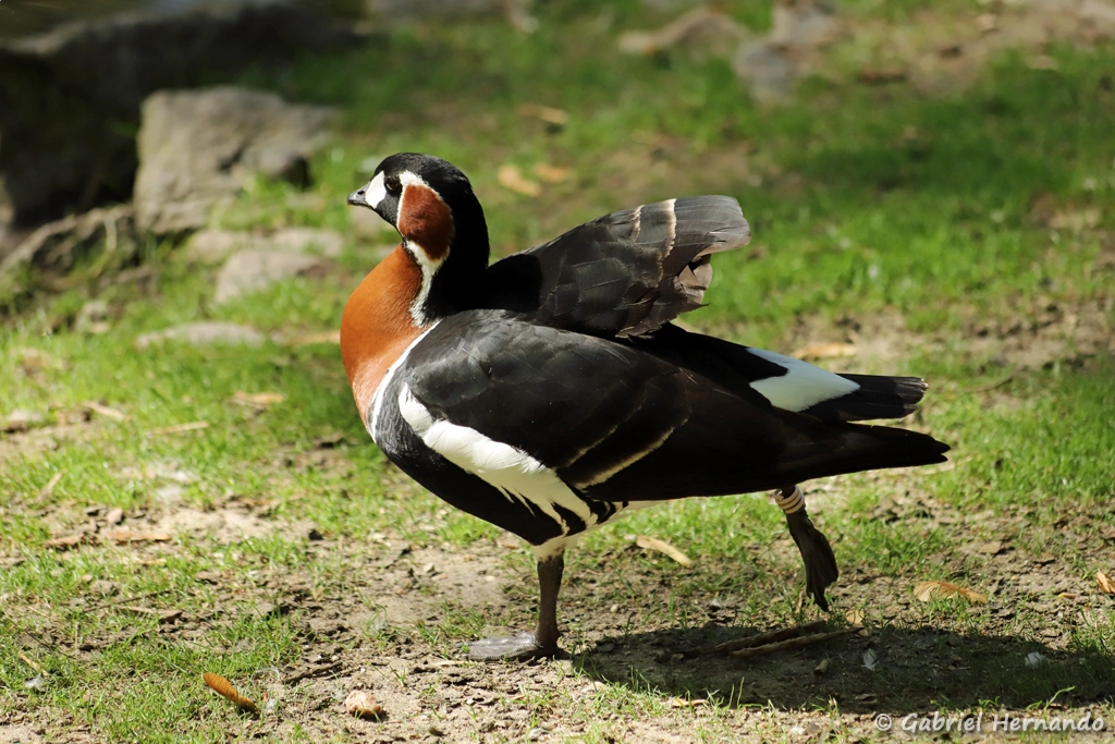 Bernache à cou roux - Branta ruficollis (ZooParc de Beauval, mai 2025)