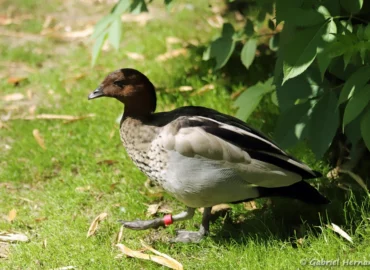 Canard à crinière - Chenonetta jubata (ZooParc de Beauval, mai 2025)