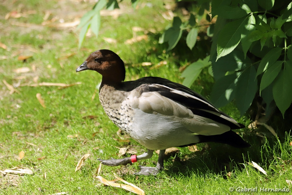 Canard à crinière - Chenonetta jubata (ZooParc de Beauval, mai 2025)