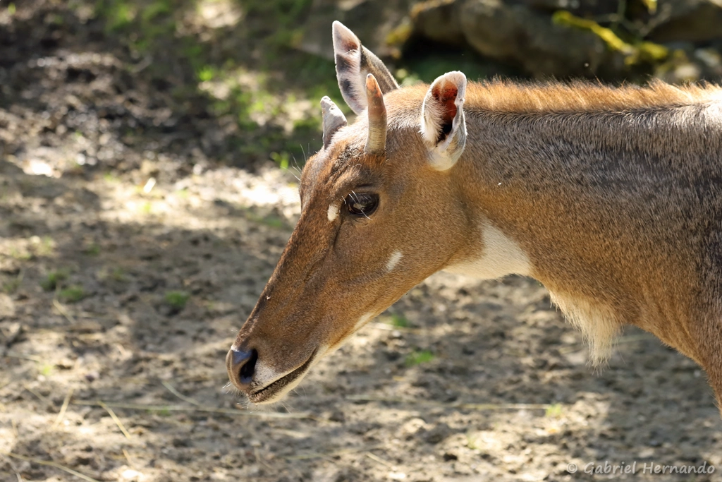 Antilope nilgaut - Boselaphus tragocamelus (ZooParc de Beauval, mai 2025)