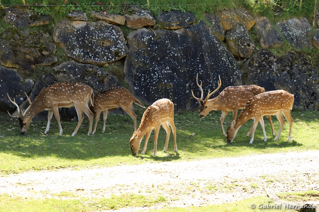 Cerf axis mâle - Axis axis (ZooParc de Beauval, mai 2025)