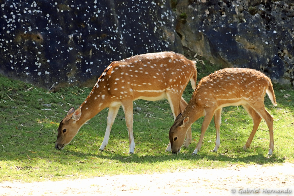 Cerf axis mâle - Axis axis (ZooParc de Beauval, mai 2025)