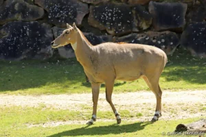 Antilope nilgaut - Boselaphus tragocamelus (ZooParc de Beauval, mai 2025)