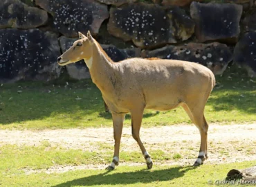 Antilope nilgaut - Boselaphus tragocamelus (ZooParc de Beauval, mai 2025)