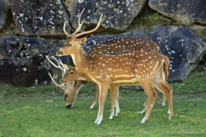 Cerf axis mâle, au premier plan - Axis axis (ZooParc de Beauval, mai 2025)