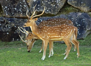 Cerf axis mâle, au premier plan - Axis axis (ZooParc de Beauval, mai 2025)