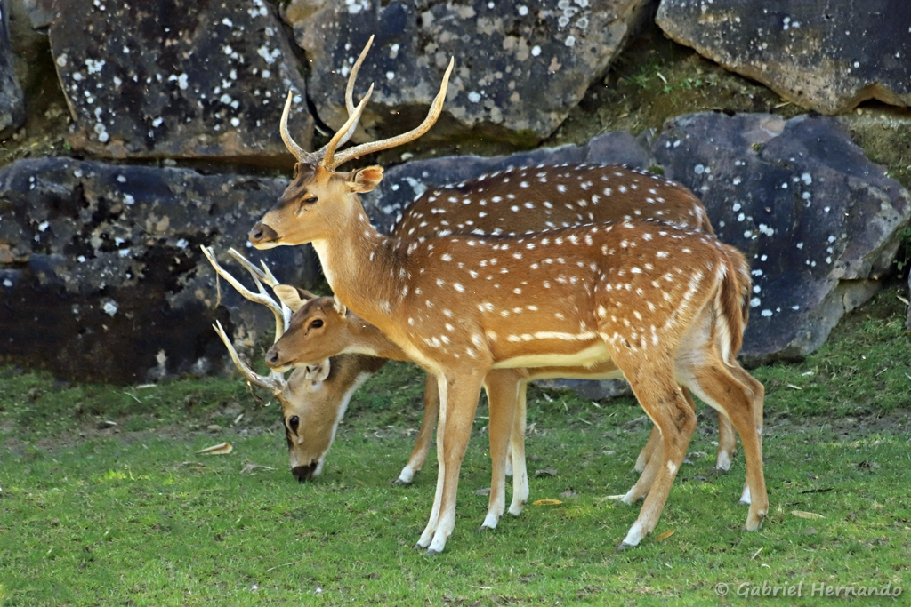 Cerf axis mâle, au premier plan - Axis axis (ZooParc de Beauval, mai 2025)