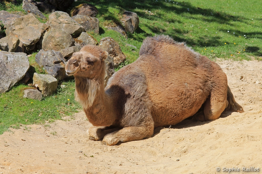Dromadaire - Camelus dromedarius (ZooParc de Beauval, mai 2025)