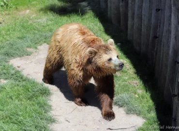 Ours brun - Ursus arctos (ZooParc de Beauval, mai 2025)