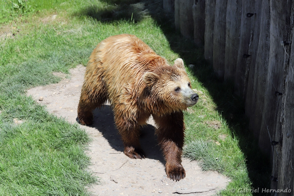 Ours brun - Ursus arctos (ZooParc de Beauval, mai 2025)