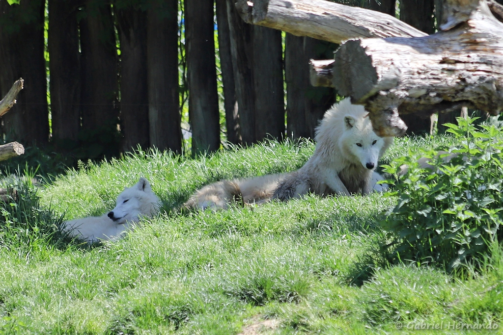 Clan de loup arctique - Canis lupus arctos (ZooParc de Beauval, mai 2025)