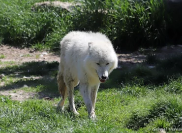 Loup arctique - Canis lupus arctos (ZooParc de Beauval, mai 2025)