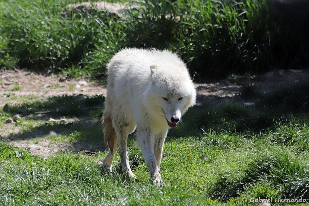 Loup arctique - Canis lupus arctos (ZooParc de Beauval, mai 2025)