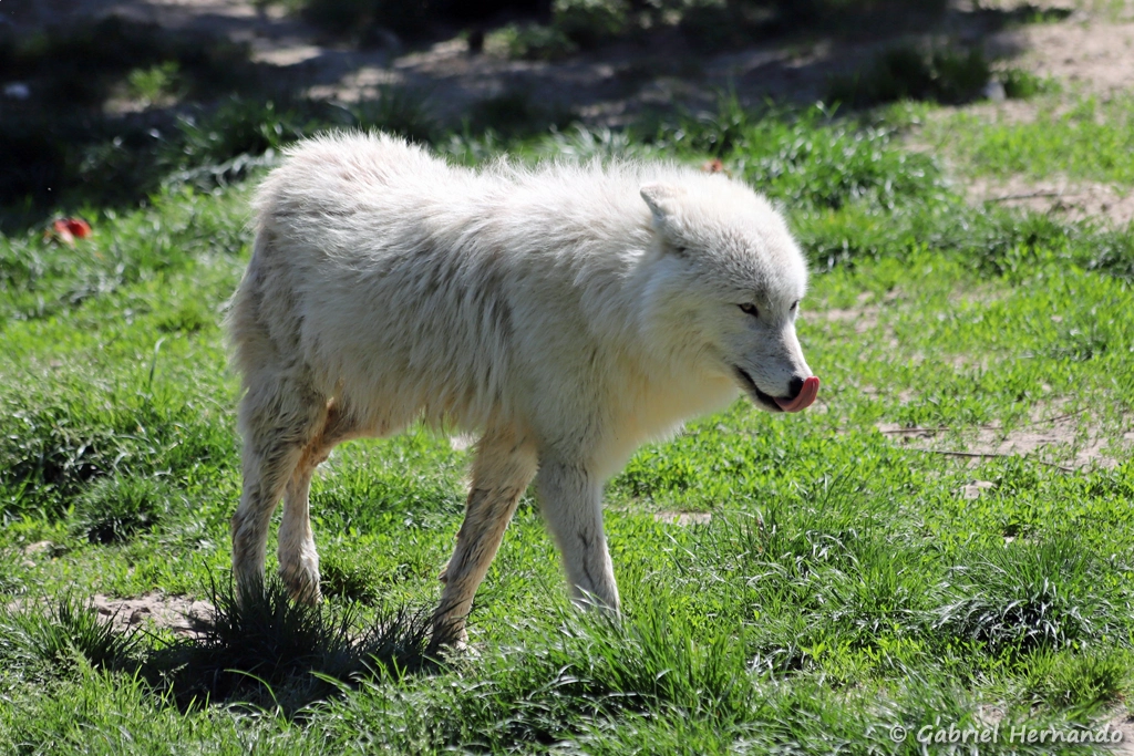 Loup arctique - Canis lupus arctos (ZooParc de Beauval, mai 2025)