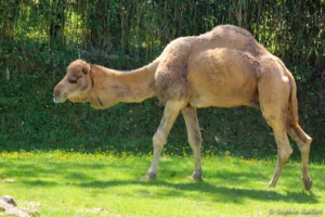 Dromadaire - Camelus dromedarius (ZooParc de Beauval, mai 2025)