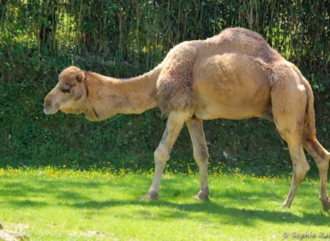 Dromadaire - Camelus dromedarius (ZooParc de Beauval, mai 2025)