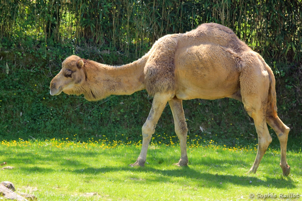Dromadaire - Camelus dromedarius (ZooParc de Beauval, mai 2025)