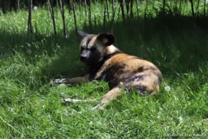 Lycaon - Lycaon pictus (ZooParc de Beauval, mai 2025)