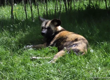 Lycaon - Lycaon pictus (ZooParc de Beauval, mai 2025)