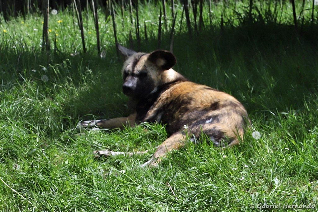 Lycaon - Lycaon pictus (ZooParc de Beauval, mai 2025)