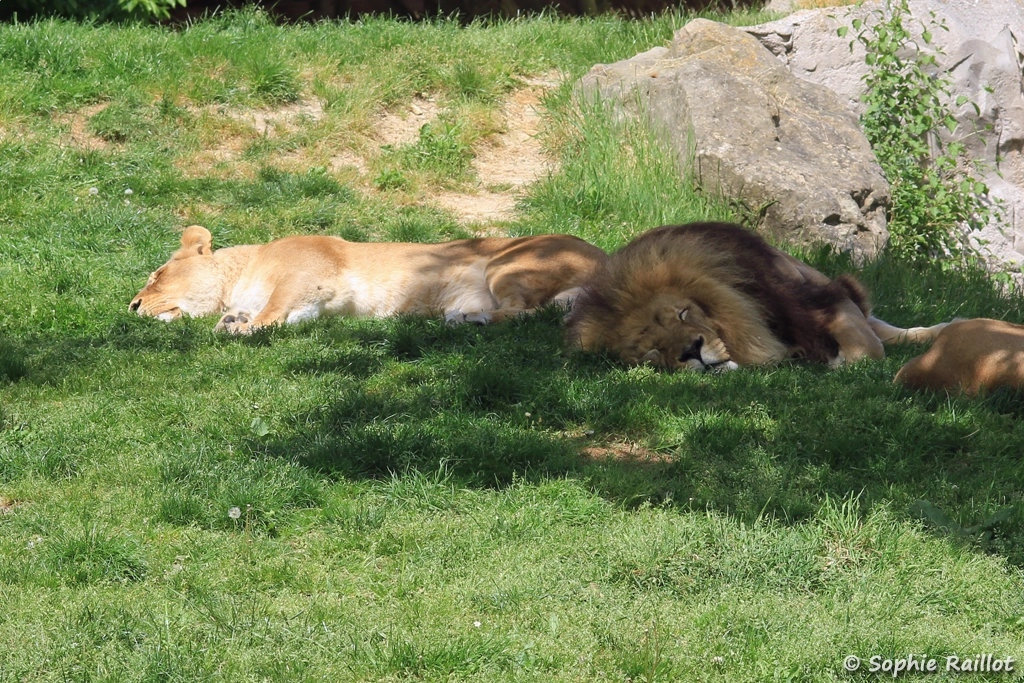 Sieste des lions - Panthera leo (ZooParc de Beauval, mai 2025)
