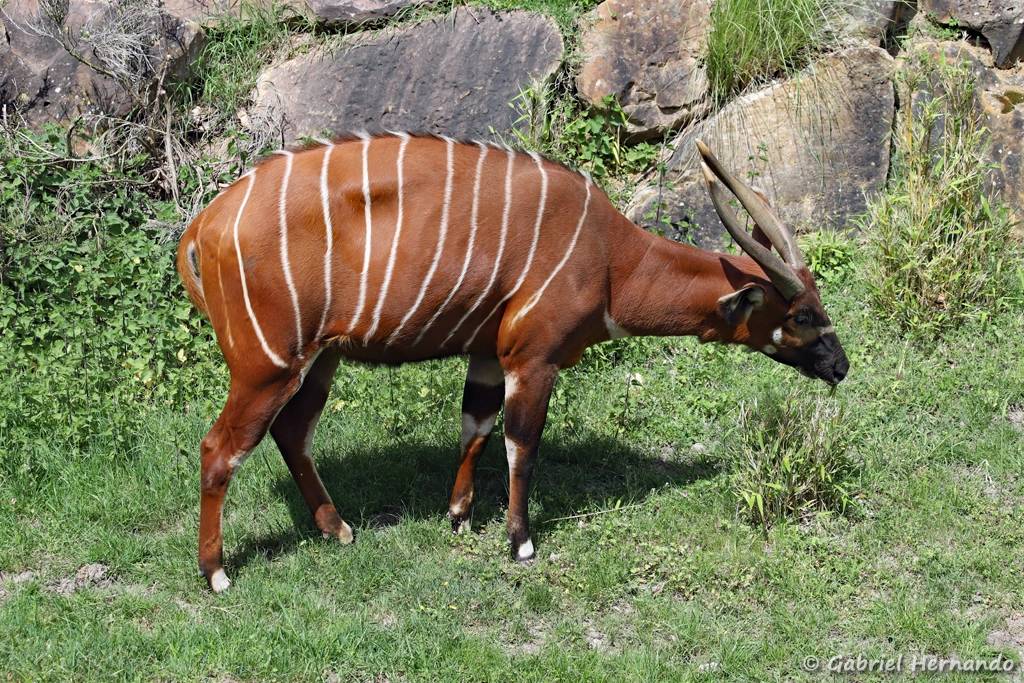 Bongo de montagne - Tragelaphus eurycerus isaaci (ZooParc de Beauval, mai 2025)
