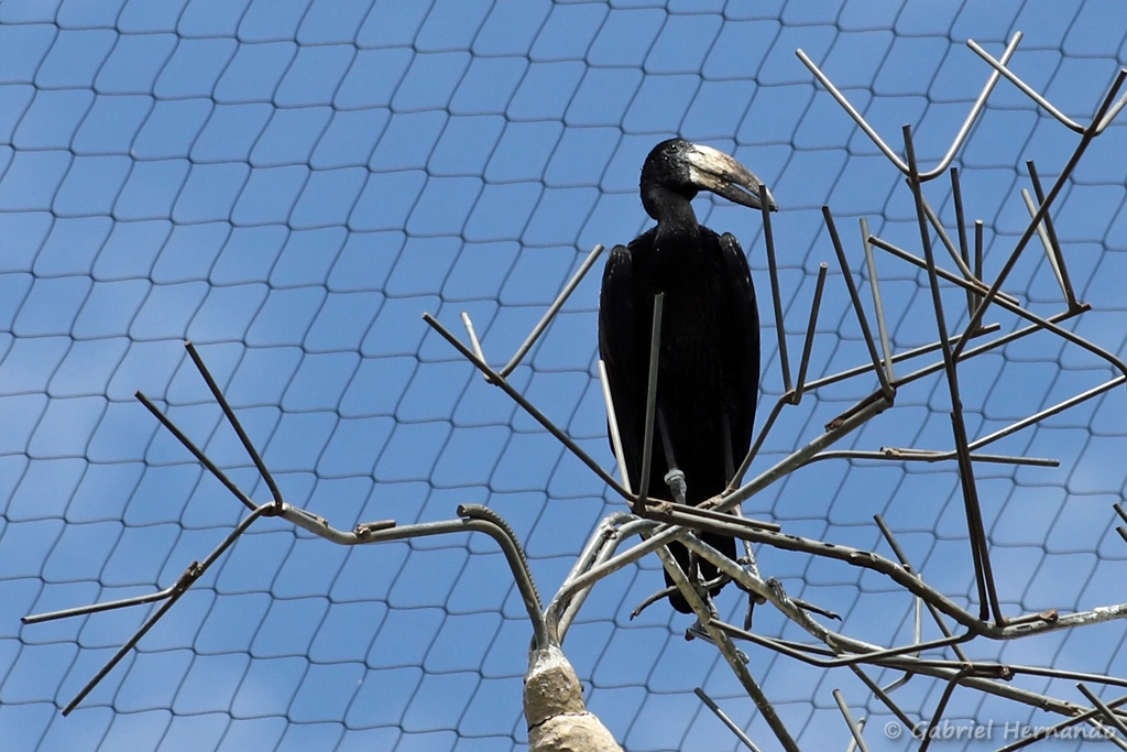 Bec-ouvert africain - Anastomus lamelligerus (ZooParc de Beauval, mai 2025)
