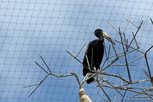 Bec-ouvert africain - Anastomus lamelligerus (ZooParc de Beauval, mai 2025)