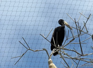 Bec-ouvert africain - Anastomus lamelligerus (ZooParc de Beauval, mai 2025)