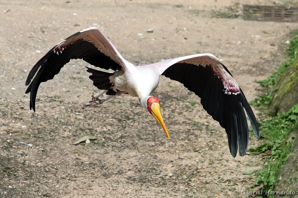 Tantale ibis en vol - Mycteria ibis (ZooParc de Beauval, mai 2025)