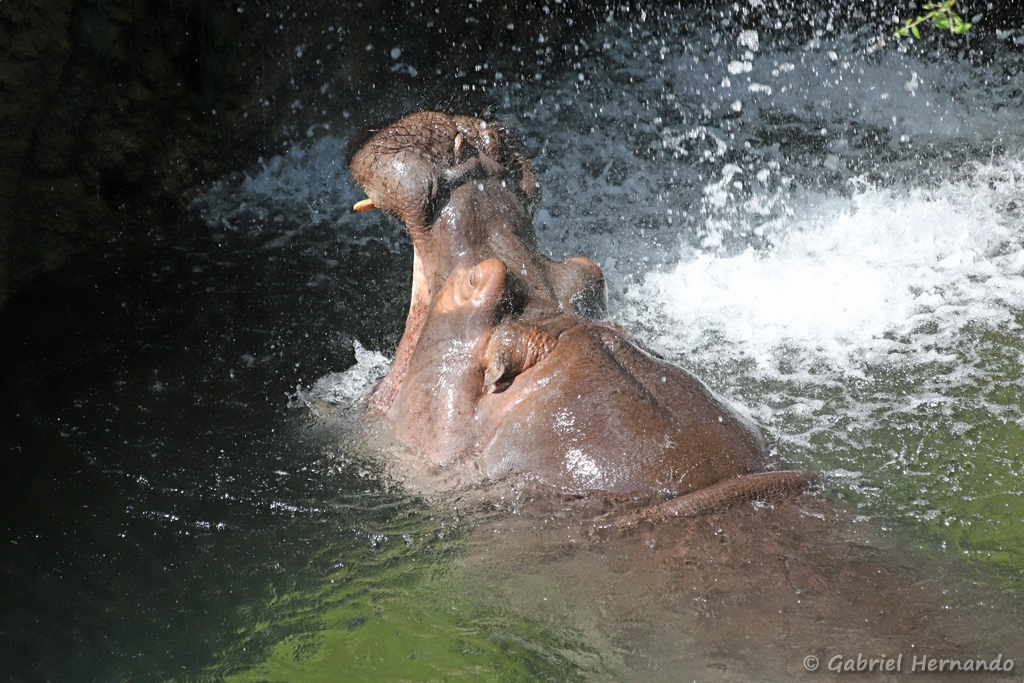 Hippopotame amphibie ou Hippopotame commun - Hippopotamus amphibius (ZooParc de Beauval, mai 2025)
