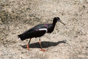 Cigogne d'Abdim - Ciconia abdimii (ZooParc de Beauval, mai 2025)