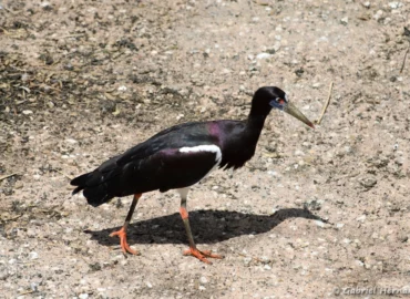 Cigogne d'Abdim - Ciconia abdimii (ZooParc de Beauval, mai 2025)