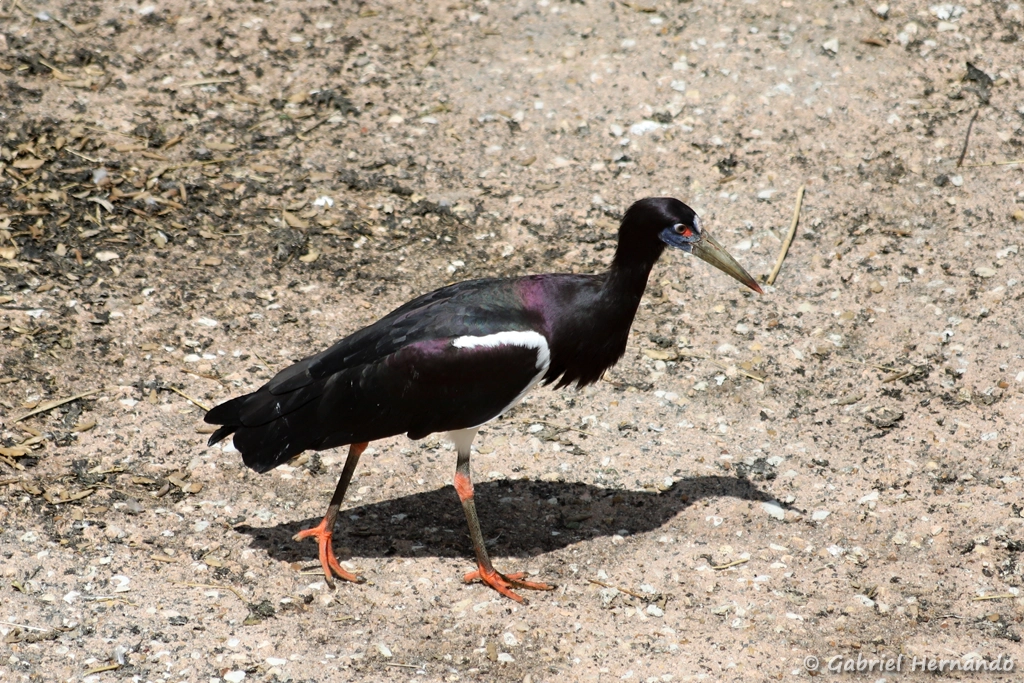 Cigogne d'Abdim -
Ciconia abdimii (ZooParc de Beauval, mai 2025)
