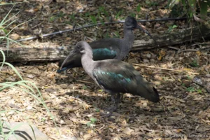 Ibis hagedash - Bostrychia hagedash (ZooParc de Beauval, mai 2025)