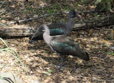 Ibis hagedash - Bostrychia hagedash (ZooParc de Beauval, mai 2025)