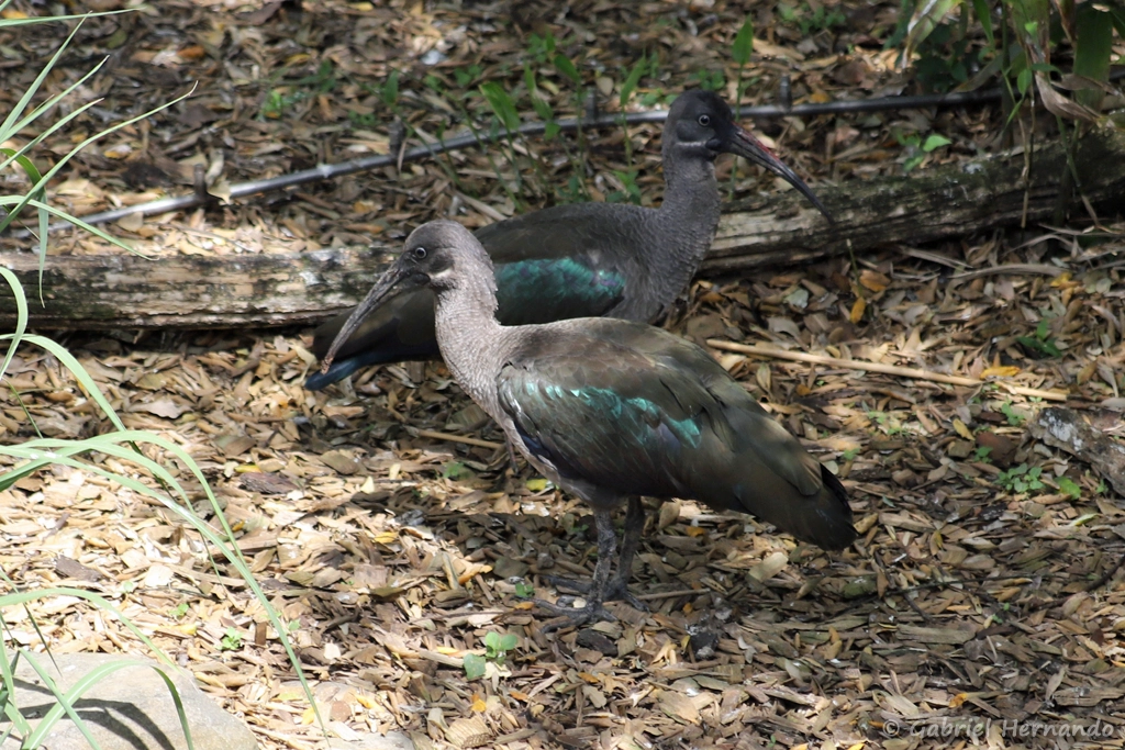 Ibis hagedash - Bostrychia hagedash (ZooParc de Beauval, mai 2025)