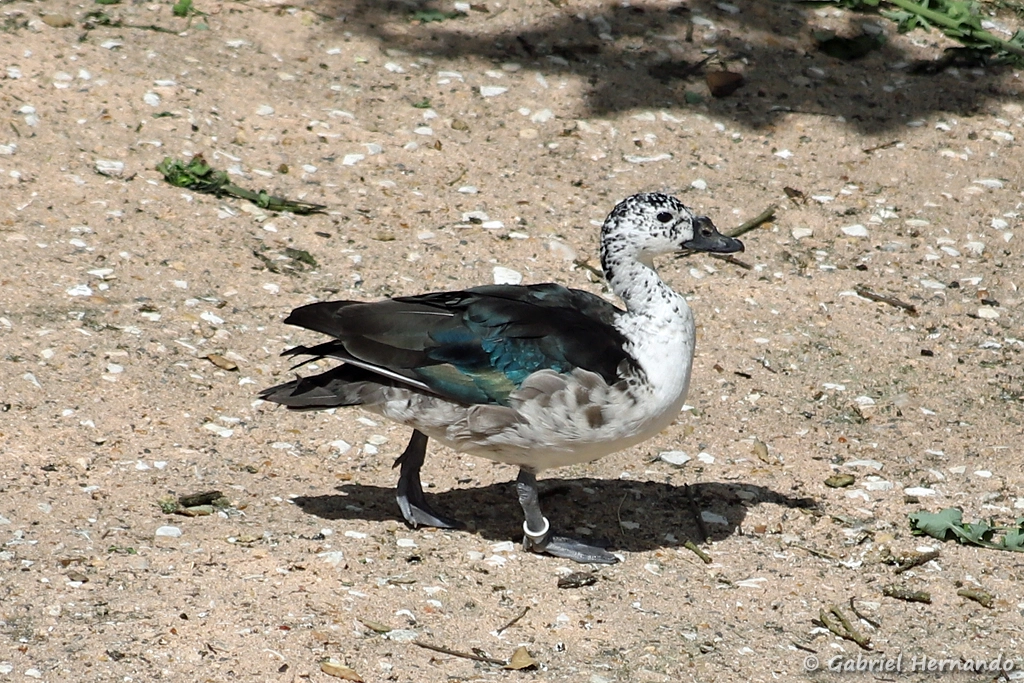 Canard à bosse - Sarkidiornis melanotos (ZooParc de Beauval, mai 2025)