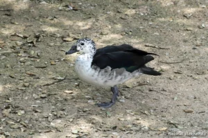 Canard à bosse - Sarkidiornis melanotos (ZooParc de Beauval, mai 2025)