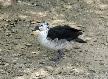 Canard à bosse - Sarkidiornis melanotos (ZooParc de Beauval, mai 2025)