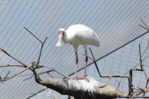 Spatule d'Afrique - Platalea alba (ZooParc de Beauval, mai 2025)