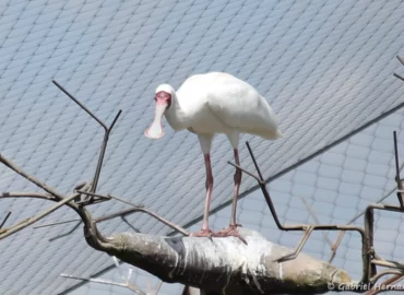 Spatule d'Afrique - Platalea alba (ZooParc de Beauval, mai 2025)