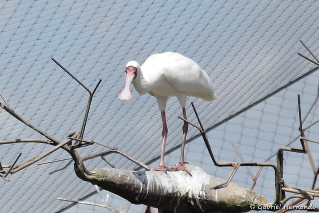 Spatule d'Afrique - Platalea alba (ZooParc de Beauval, mai 2025)