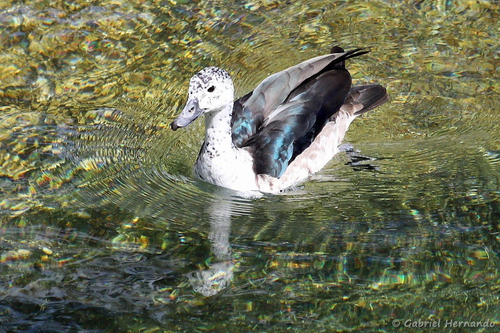 Canard à bosse - Sarkidiornis melanotos (ZooParc de Beauval, mai 2025)