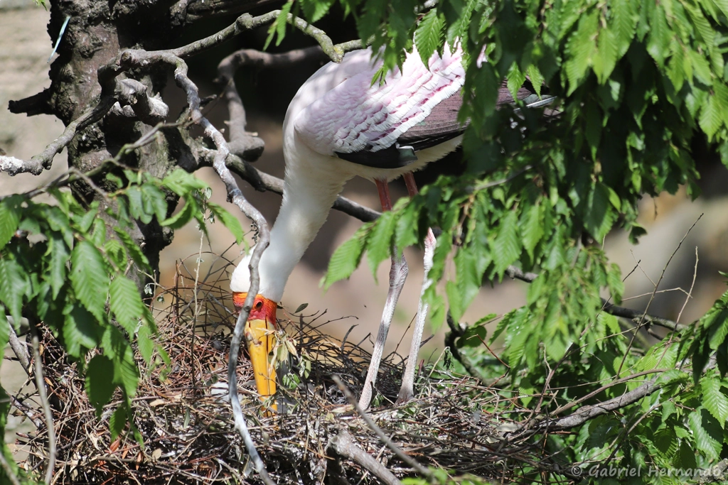 Tantale ibis prenant soin de sa couvée - Mycteria ibis (ZooParc de Beauval, mai 2025)